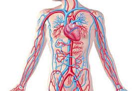 الأوعية الدموية بالجسم